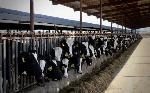 cows